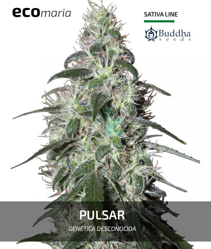Imagen principal del producto Pulsar 