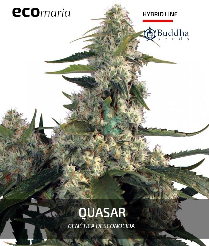 Imagen principal del producto Quasar 