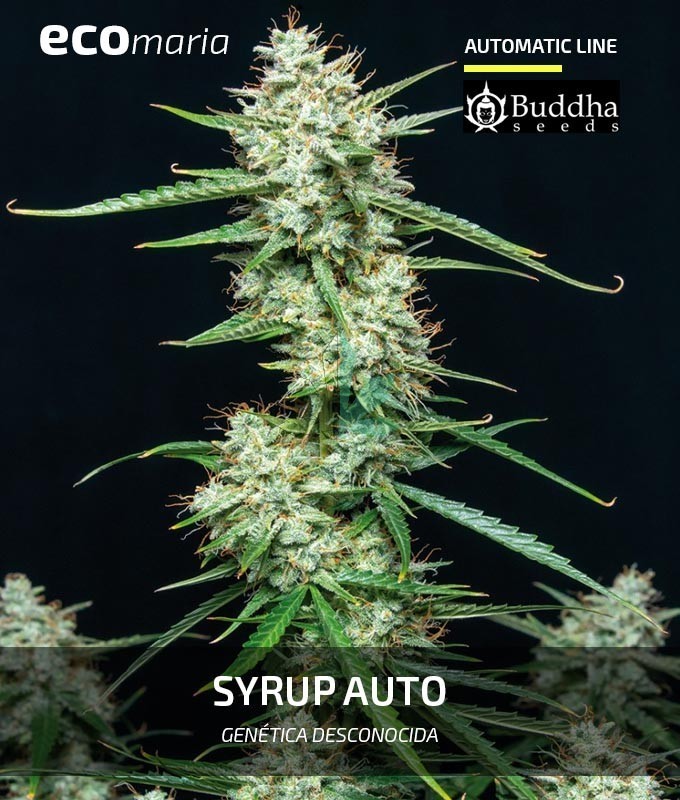 Syrup Autofloreciente Feminizada, Buddha Seeds