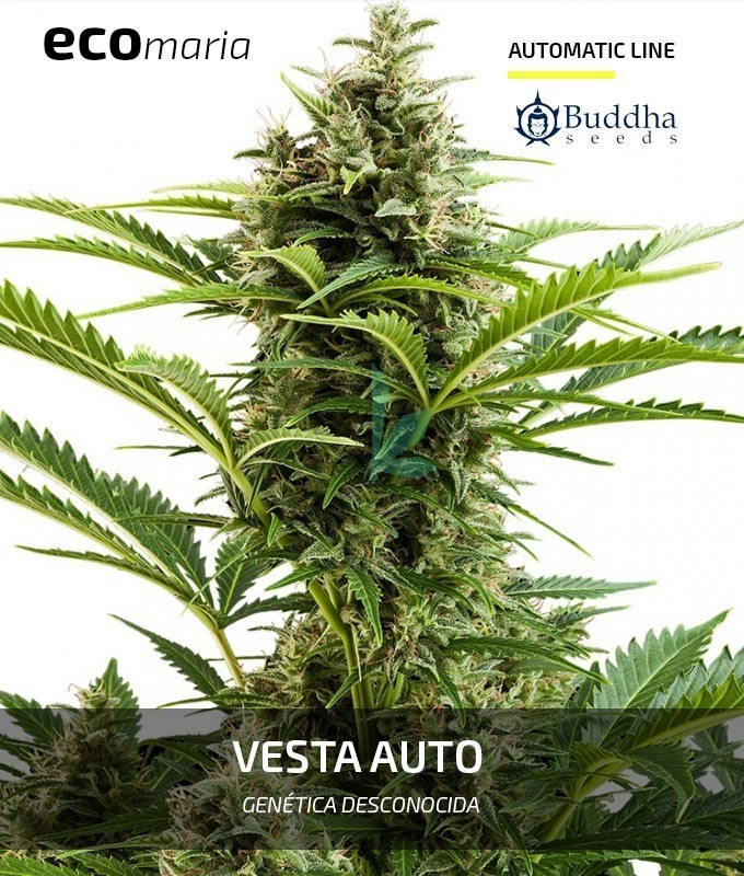 Imagen principal del producto Vesta 