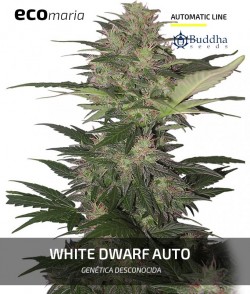 White Dwarf Auto -...