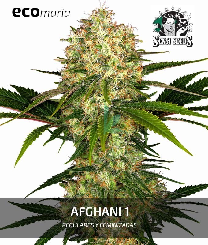 Imagen principal del producto Afghani 1 Feminizada