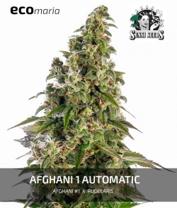 Afghani 1 Automatic -...