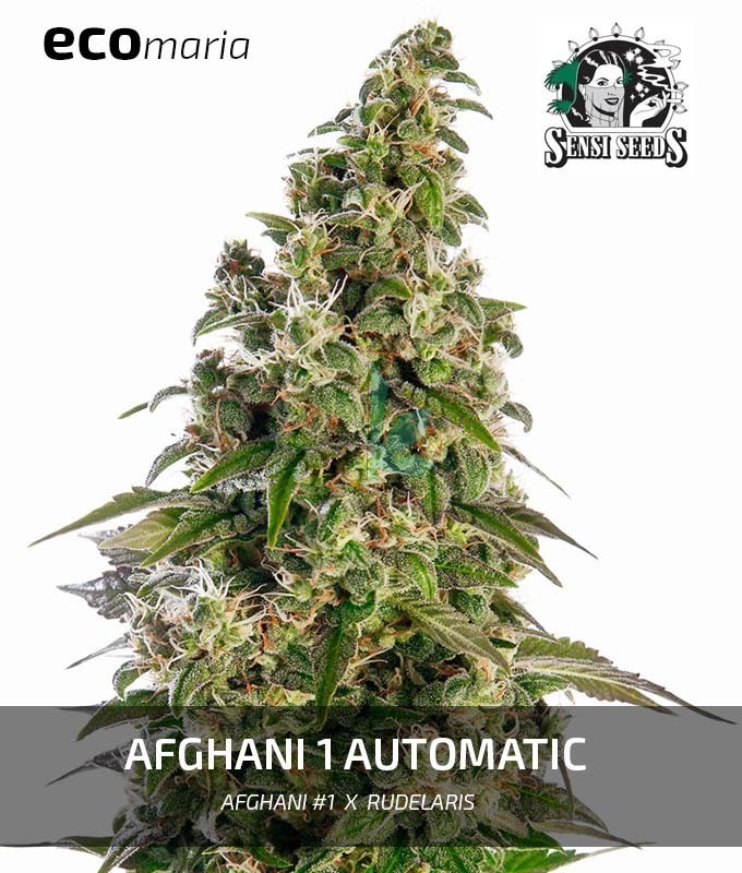 Imagen principal del producto Afghani 1 Autofloreciente