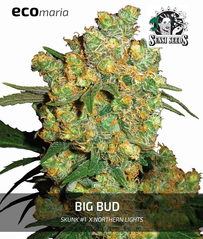 Imagen principal del producto Big Bud 
