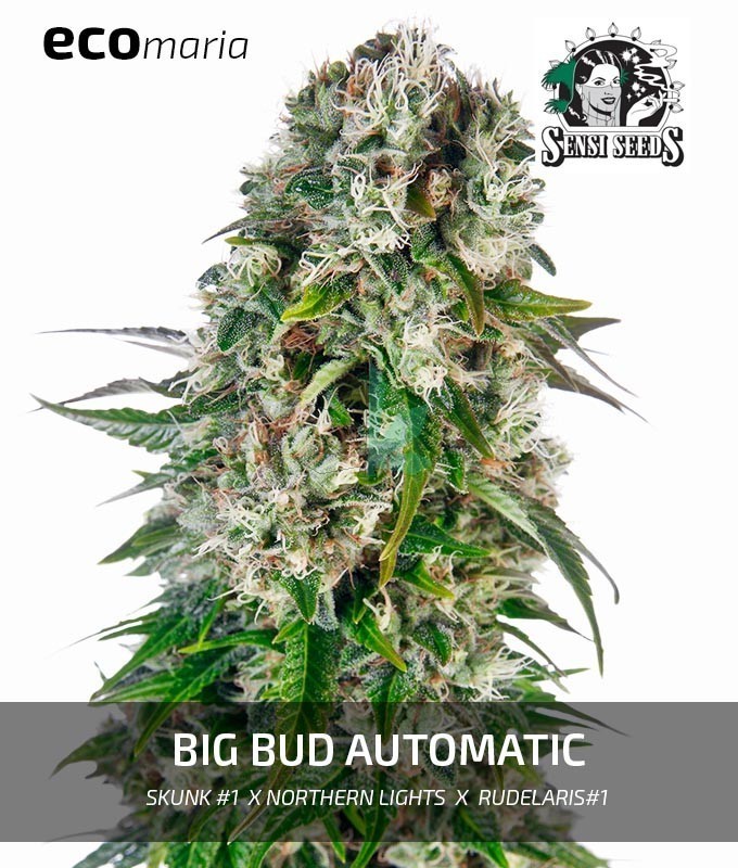 Imagen principal del producto Big Bud Autofloreciente