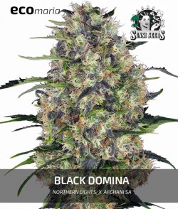 Imagen secundaria del producto Black Domina Feminizada