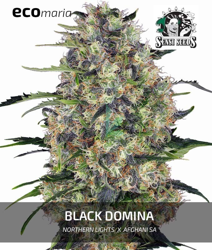 Imagen principal del producto Black Domina Feminizada