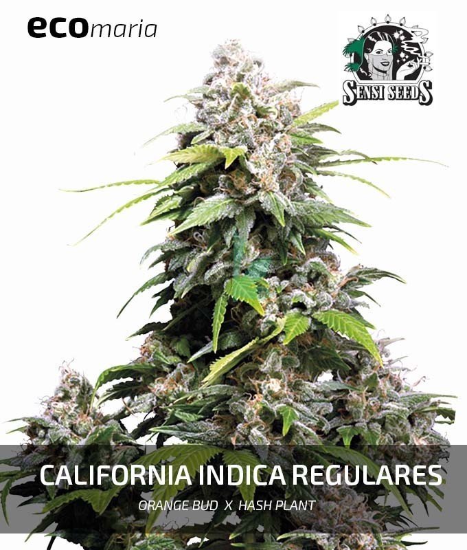 Imagen principal del producto California Indica Feminizada