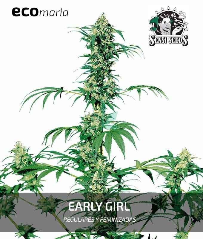 Imagen principal del producto Early Girl Regular