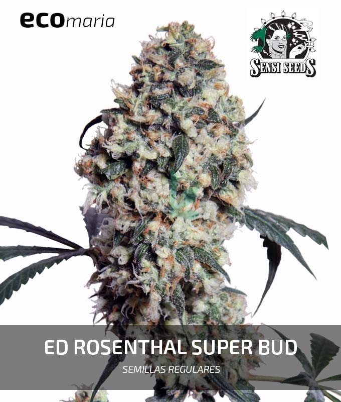 Imagen principal del producto Ed Rosenthal Super Bud Regular
