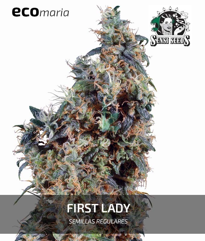 Imagen principal del producto First Lady regular