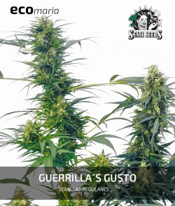 Guerrilla's Gusto - Semilla...