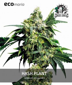 Hash Plant - Semillas...