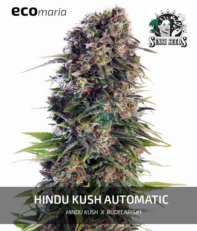 Imagen principal del producto Hindu Kush Autofloreciente