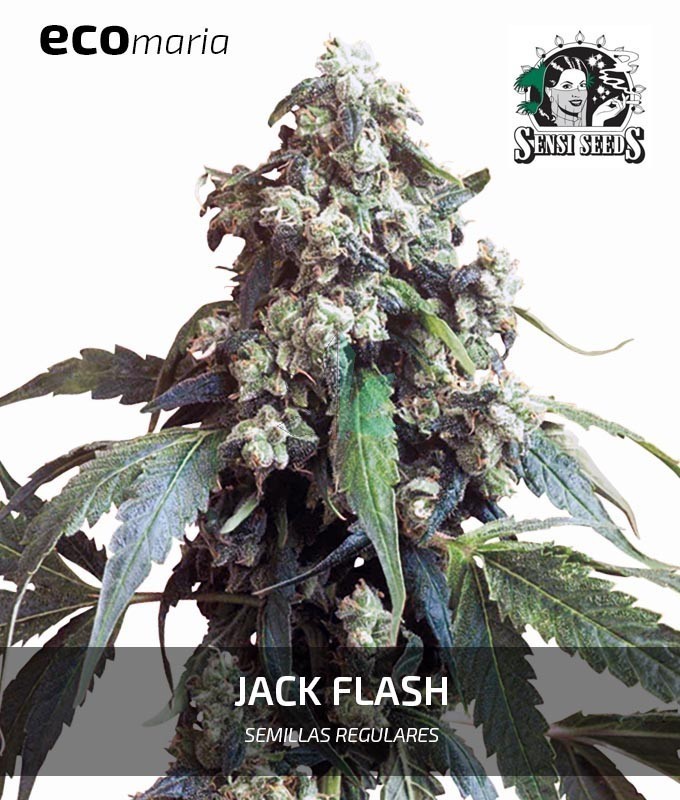 Imagen principal del producto Jack Flash 5 Feminizada