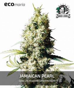 Imagen secundaria del producto Jamaican Pearl Feminizada