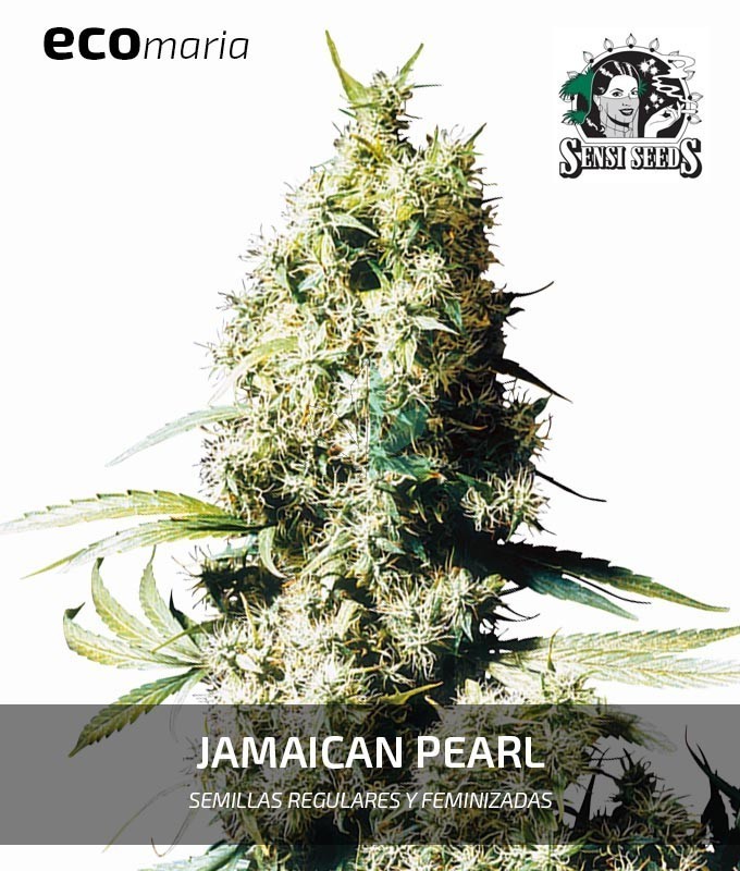 Imagen principal del producto Jamaican Pearl Feminizada