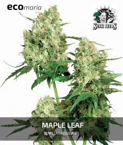 Maple Leaf Indica - Versión...