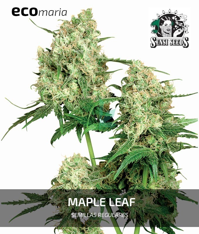 Imagen principal del producto Maple Leaf Indica Regular