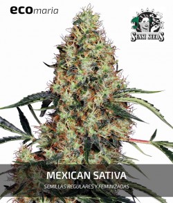 Imagen secundaria del producto Mexican Sativa Feminizada