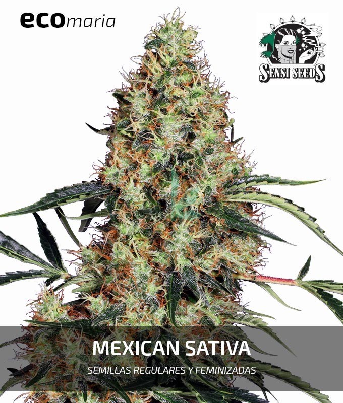 Imagen principal del producto Mexican Sativa Feminizada