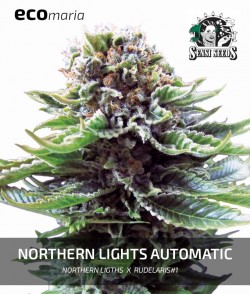 Northern Lights Automatic -...