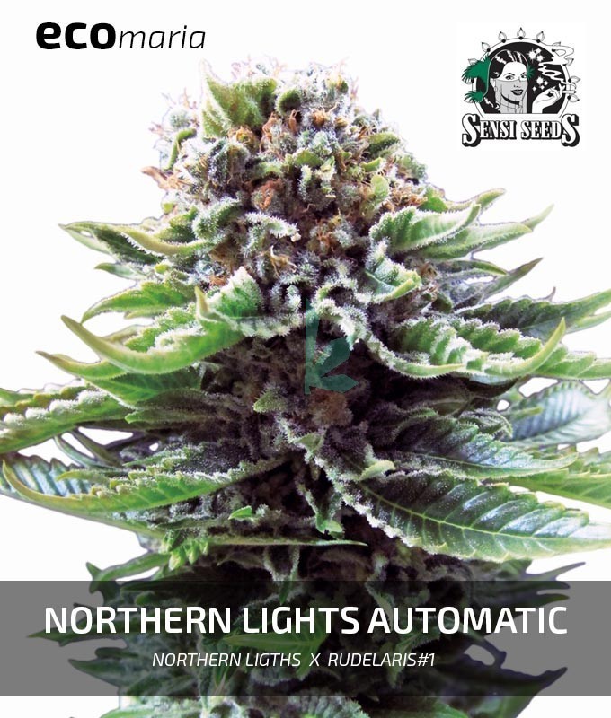 Imagen principal del producto Northern Lights Automatic 