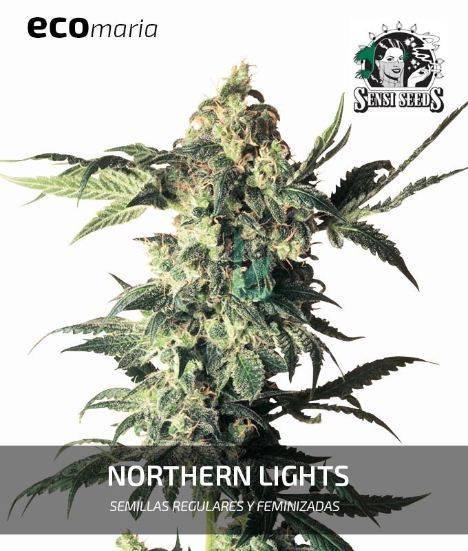 Imagen principal del producto Northern Lights de Sensi Seeds 