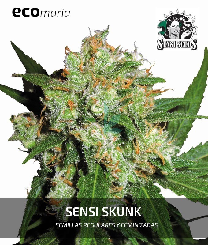 Imagen principal del producto Sensi Skunk Feminizada