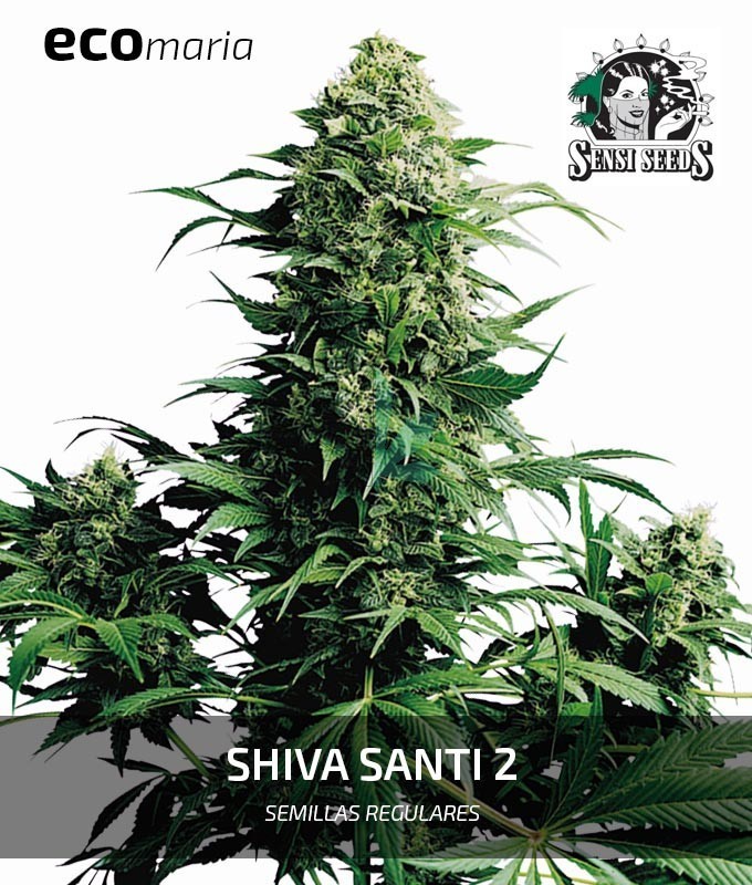 Imagen principal del producto Shiva Shanti 2 