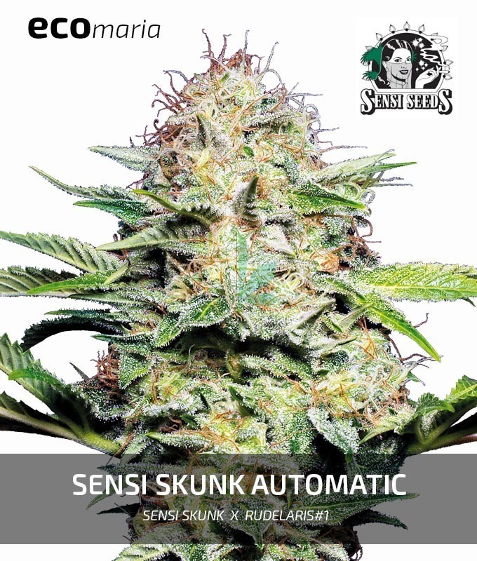 Imagen principal del producto Sensi Skunk Automatic 