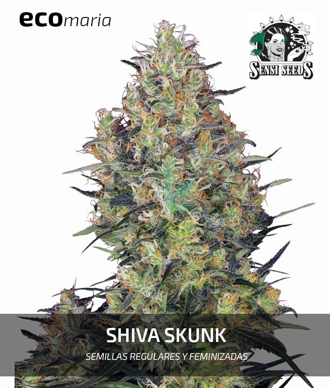 Imagen principal del producto Shiva Skunk Feminizada
