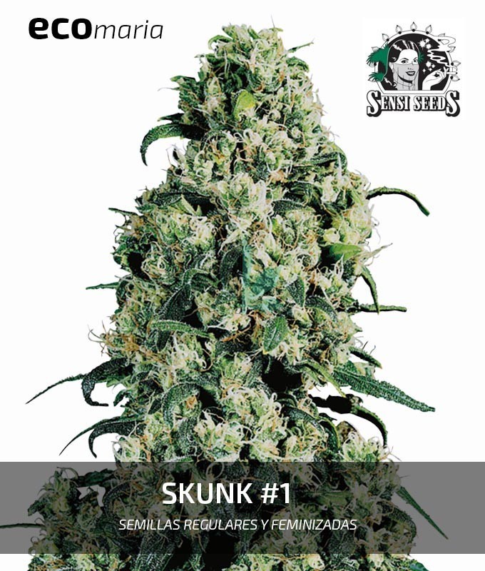 Imagen principal del producto Skunk 1 Feminizada