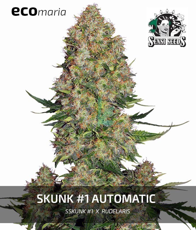 Imagen principal del producto Skunk 1 Autofloreciente