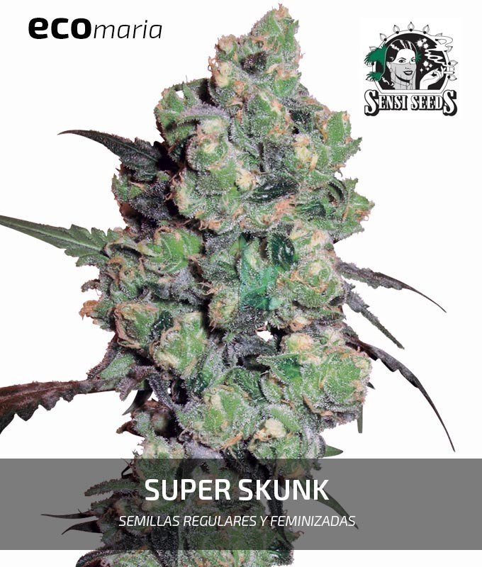 Imagen principal del producto Super Skunk Feminizada