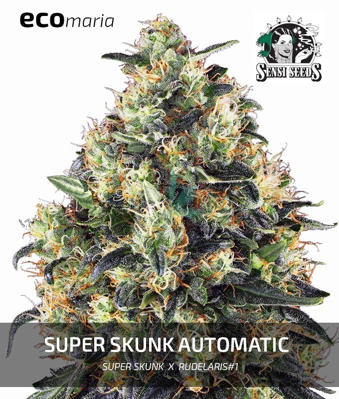 Imagen principal del producto Super Skunk Automatic 