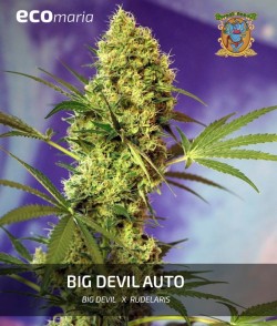 Big Devil Auto® - Semillas...
