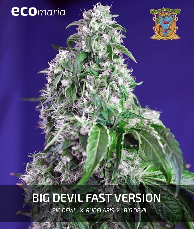 Imagen principal del producto Big Devil Fast Version