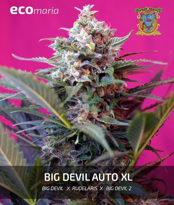 Imagen principal del producto Big Devil XL Autofloreciente
