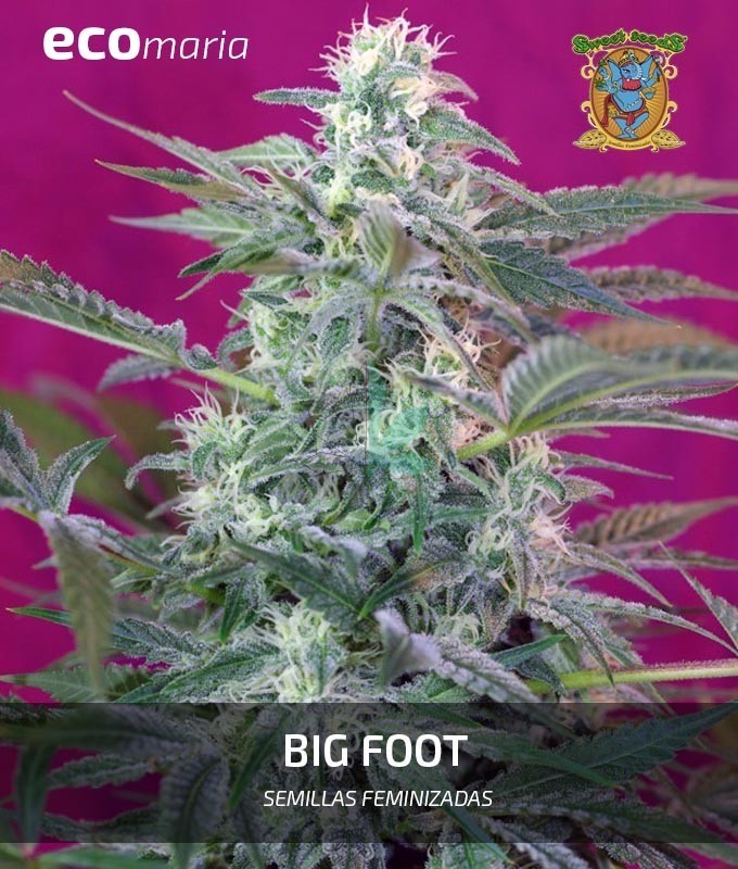 Imagen principal del producto Big Foot Feminizada