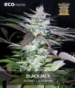 Imagen secundaria del producto Black Jack Feminizada
