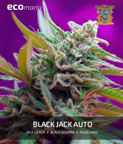 Imagen secundaria del producto Black Jack Autofloreciente