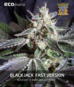 Black Jack F1 - Semillas...