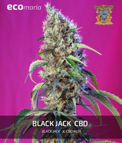 Imagen secundaria del producto Black Jack CBD Feminizada