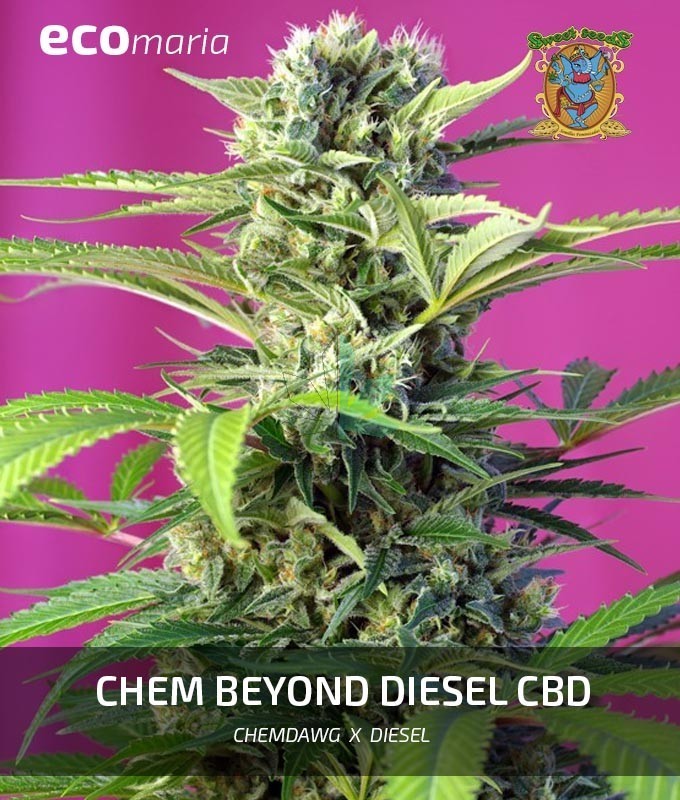 Imagen principal del producto Chem Beyond Diesel CBD Feminizada