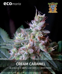 Imagen secundaria del producto Cream Caramel 