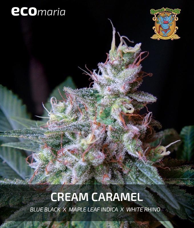 Imagen principal del producto Cream Caramel Feminizada