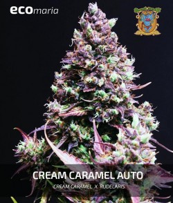 Cream Caramel Auto® -...