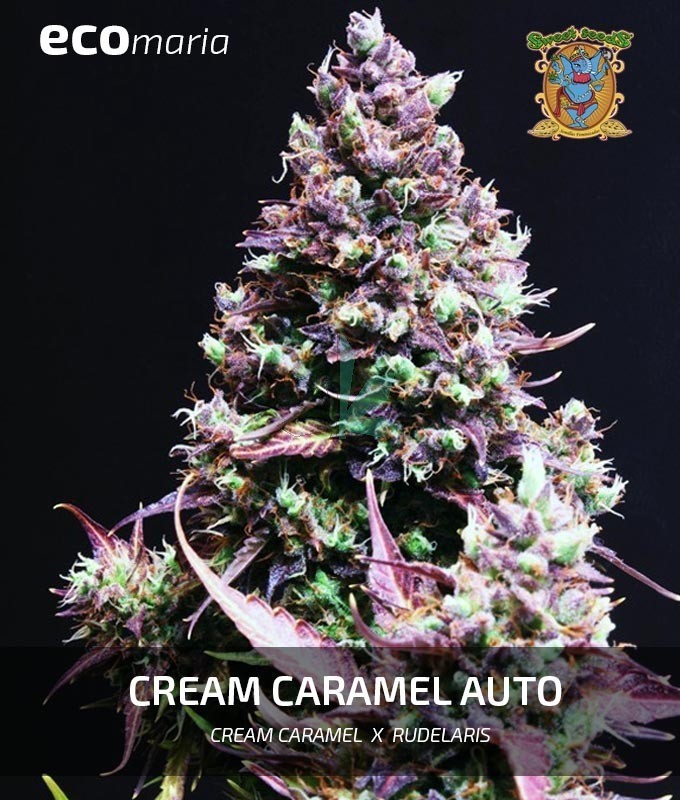 Imagen principal del producto Cream Caramel Auto® 